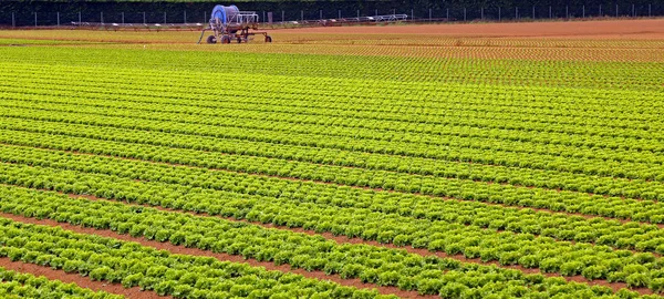 Gebied van groene sla in de zomer — Stockfoto