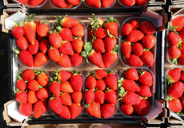 Mnoho malých košů červené jahody v Hokynář — Stock fotografie