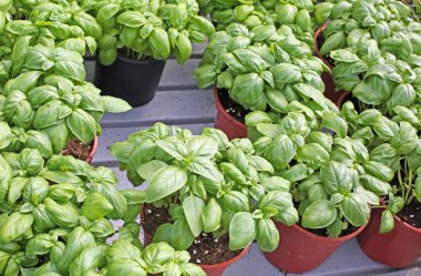 fesleğen aromatik bitki tencere