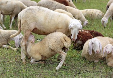 Onu kuzu besleme anne koyun