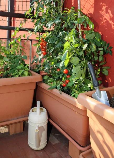 Cultivo de tomate en las macetas de un jardín urbano —  Fotos de Stock