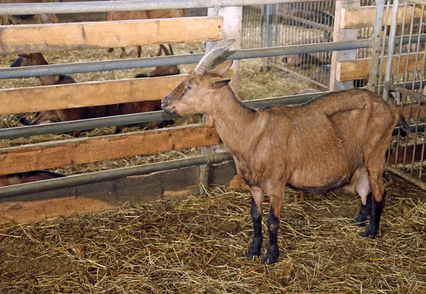 Koza ve stodole na farmě — Stock fotografie