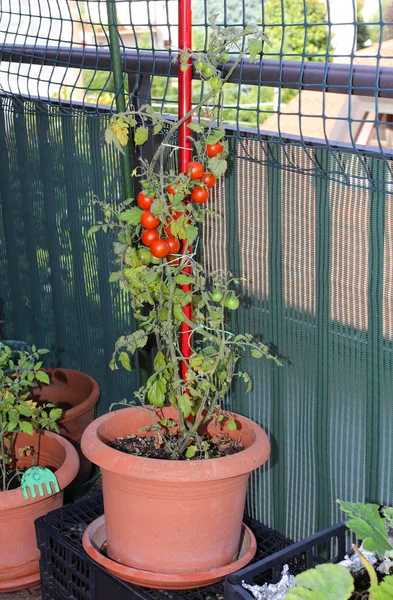 Czerwone pomidory, zerkając na miejskim ogrodzie — Zdjęcie stockowe