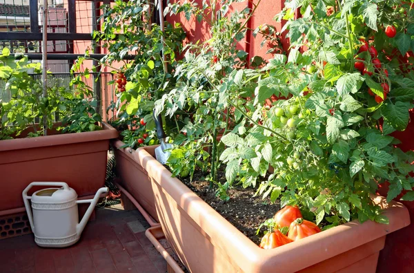 Tomates vermelhos maduros nos vasos de um jardim urbano — Fotografia de Stock