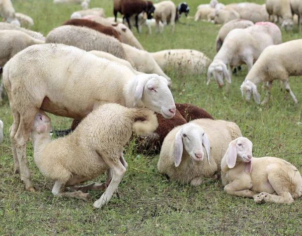 Mother sheep feeding her lamb in the flock — Stock Photo, Image