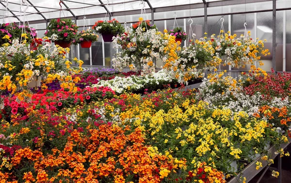 Serra con vasi di fiori fioriti all'ingrosso — Foto Stock