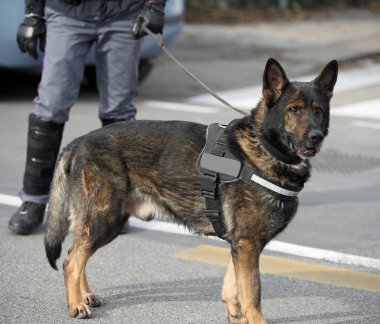 Polis ve bir polis köpek Canine ünitesi