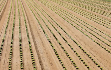 yoğun bir sebze kumlu toprakta taze marul filiz
