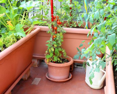 Teras dairesinde bir kentsel bahçede domates