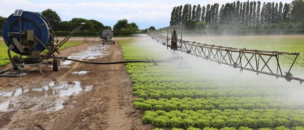 Sistema de irrigação automático de um campo de alface — Fotografia de Stock