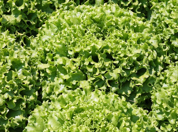 Bakgrunden grön färsk sallad — Stockfoto