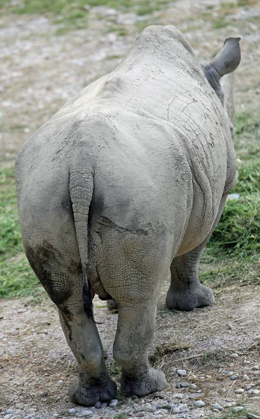 Rhino gefotografeerd van achter de kleine staart in de savanne — Stockfoto