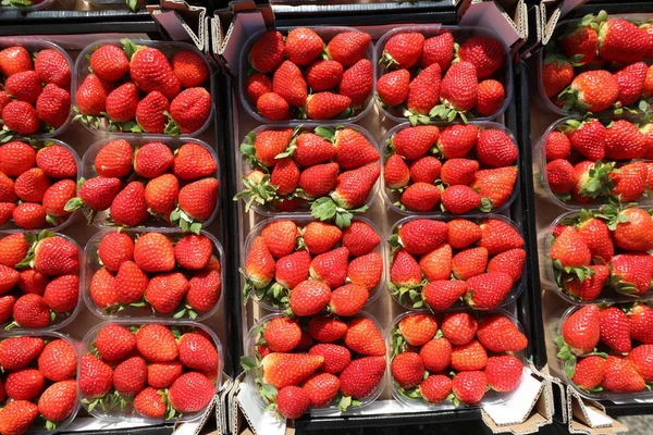 Pequena cesta de morangos maduros vermelhos para venda no groce verde — Fotografia de Stock