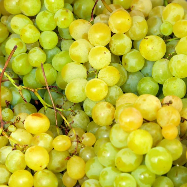 Bunch of grapes just harvested — Stock Photo, Image