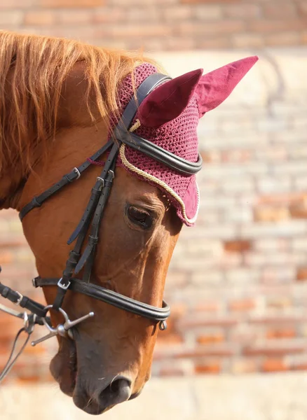 Häst med lila mössa på manen — Stockfoto