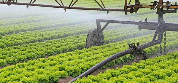 レタス フィールドの自動灌漑システム — ストック写真