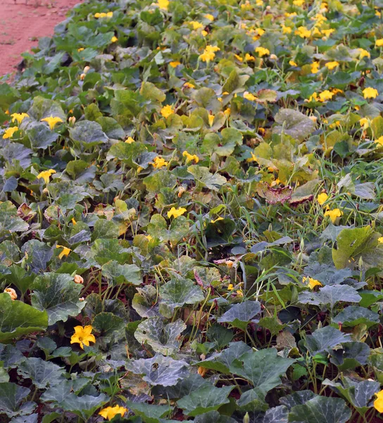 Kabak çiçeklerin yetiştirilmiş alanı — Stok fotoğraf
