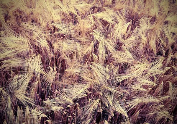 밭에서 자란 밀의 잘 익은 귀 — 스톡 사진