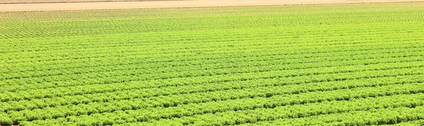 Культивоване поле свіжого зеленого салату з піщаною землею — стокове фото