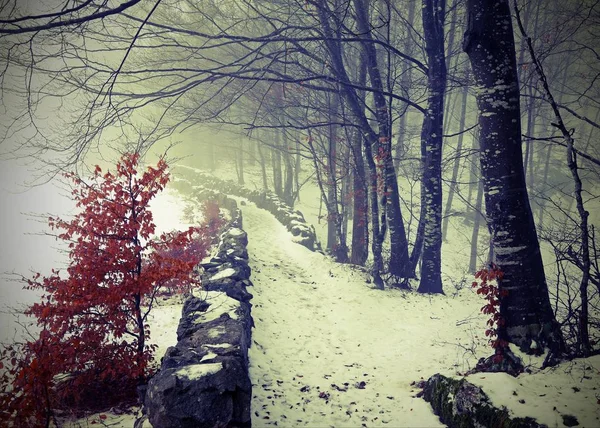 Camino en medio del frío bosque nevado en invierno con magia —  Fotos de Stock