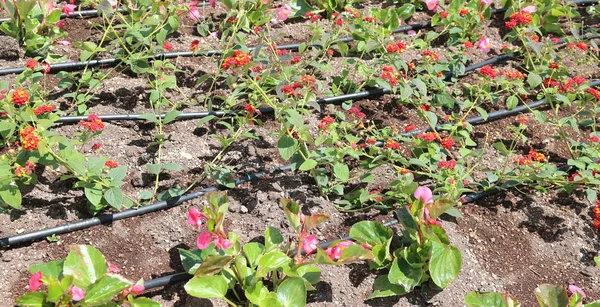 Blom bädd med automatiskt bevattnings system på sommaren — Stockfoto