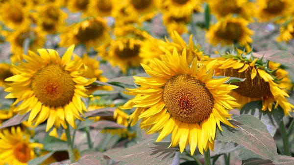 Fond de tournesols jaunes en été — Photo