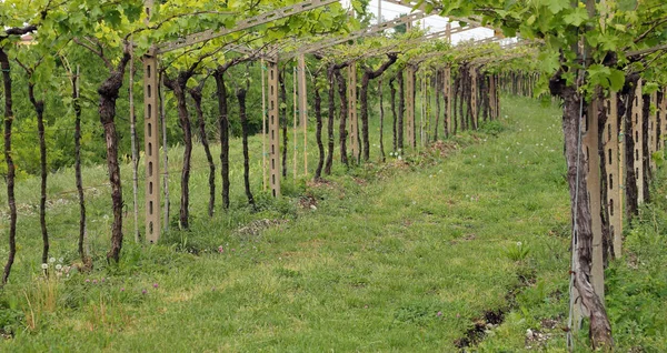 Vineyard Bunches of grapes i — Stock Photo, Image