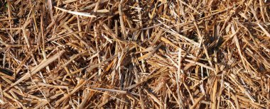 çiftlikte ahır saman