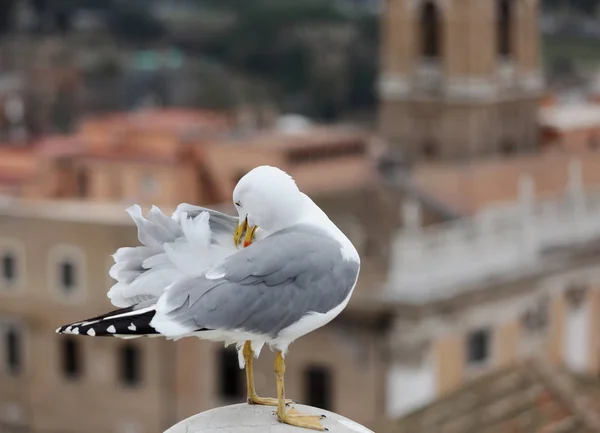 Grande gaivota coça suas costas com bico amarelo porque tem coceira — Fotografia de Stock