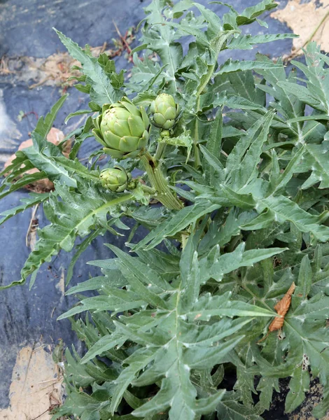 Artichokes in the big vegetable garden in the summer — Stock Photo, Image