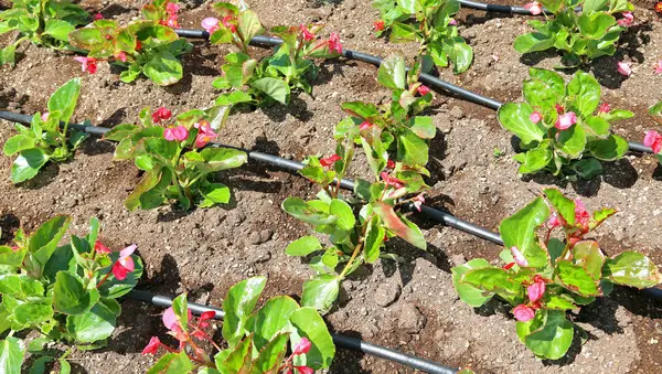 Automatic watering system and flowers — Stock Photo, Image