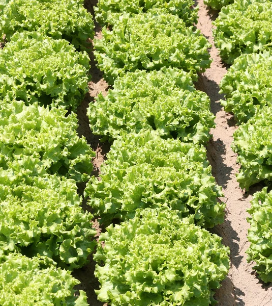 Odlade fält av färsk grön sallad med sand jord t — Stockfoto