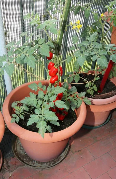 Olla con tomates rojos en un jardín casero — Foto de Stock