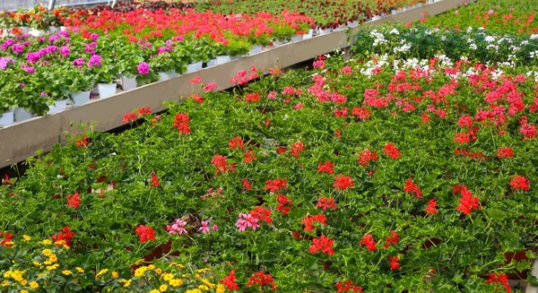 Geranium flowers for sale in the greenhouse — Stock Photo, Image