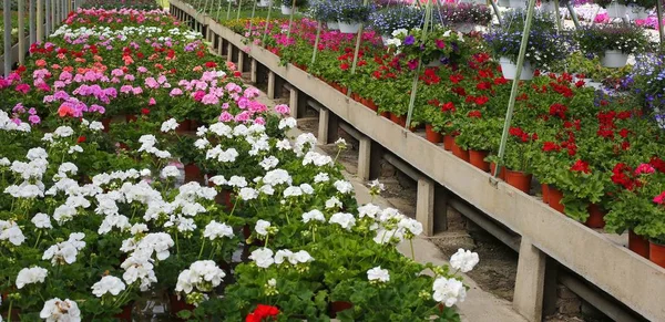 Krukväxt Geranium blommor till salu inne i ett växthus — Stockfoto