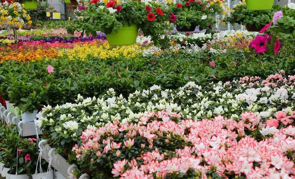 温室与植物和花卉的销售 — 图库照片