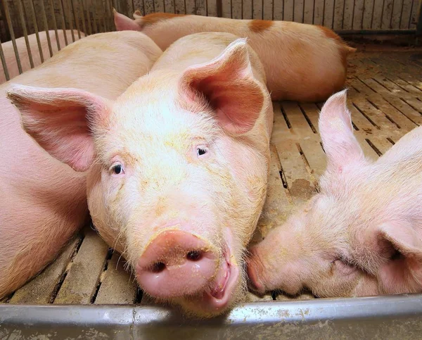 Munkavle på en fet rosa gris i den sty — Stockfoto