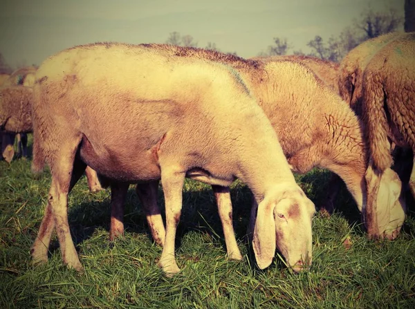 Kudde met schapen grazen en oude afgezwakt effect — Stockfoto