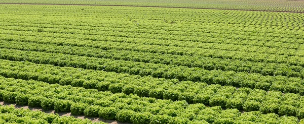 Veld geteeld met groene sla op de vlakte — Stockfoto