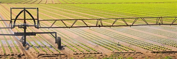 Sistema de irrigação no campo cultivado de alface verde — Fotografia de Stock