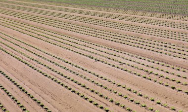 yoğun bir sebze çeşitlerinin kumlu toprakta marul filizi