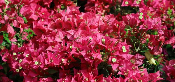 Red flowers in bloom — Stock Photo, Image