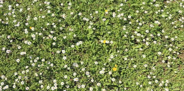 Prästkragar blommar på en grön äng på våren — Stockfoto