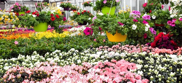 Serra con bellissimi fiori e piante in vendita — Foto Stock