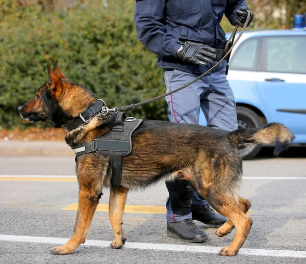 Dog Canine Unidade da polícia para identificar os explosivos — Fotografia de Stock