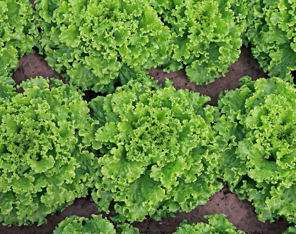 Foglie lussureggianti di lattuga nel campo dell'agricoltore — Foto Stock