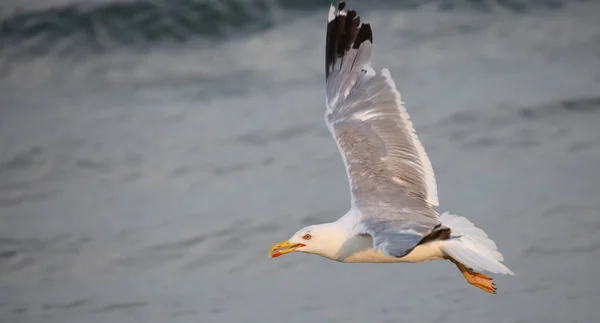 夏季在地中海的鸟海鸥 — 图库照片