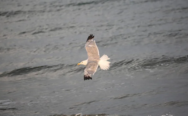 Bird Sea meeuw in SUMME — Stockfoto