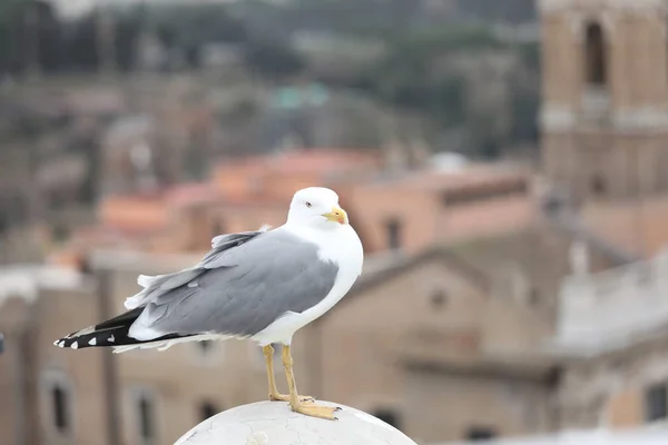 Möwe mit grauem Gefieder in europäischer Stadt — Stockfoto