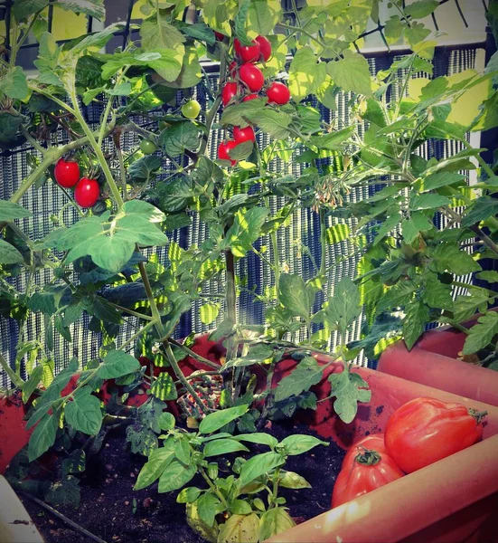 Tomato cultivation in the vases — Stock Photo, Image